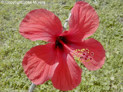 Detalle de flor y estambres