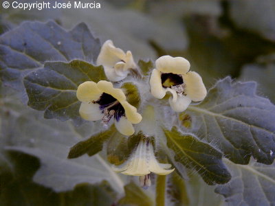 Ejemplar en floracin