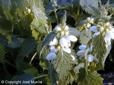 Planta en flor