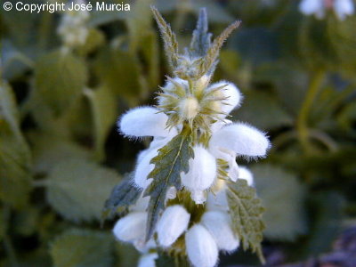 Detalle de flores