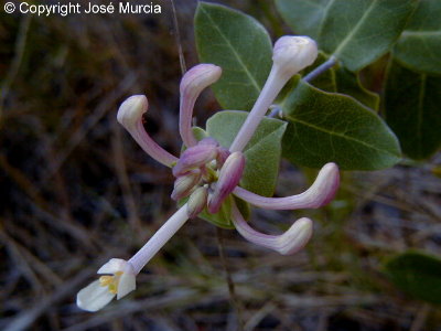 Detalle ampliado de flor