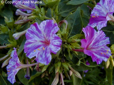 Variedad de flores manchadas