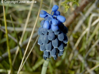 Flores superiores estriles e inferiores frtiles