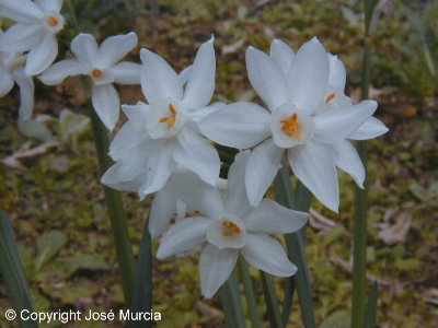 Narcisos en flor