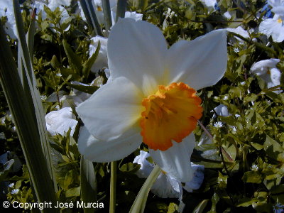 Flor de una variedad de jardn