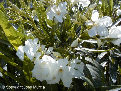 Variedad de flores simples blancas