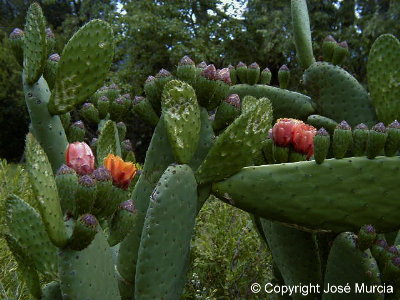 Planta en floracin