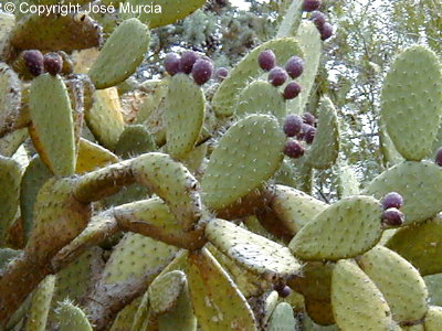Planta con frutos (higos chumbos)