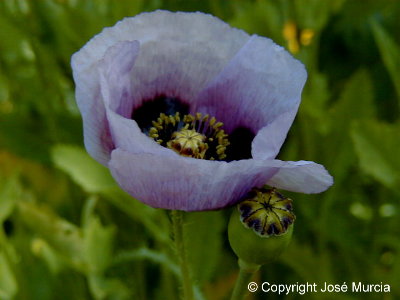 Flor de adormidera