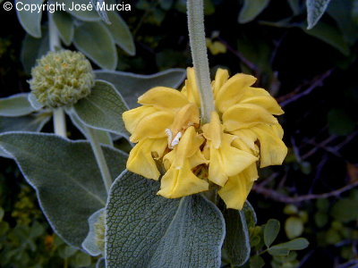 Detalle de roseta de flores