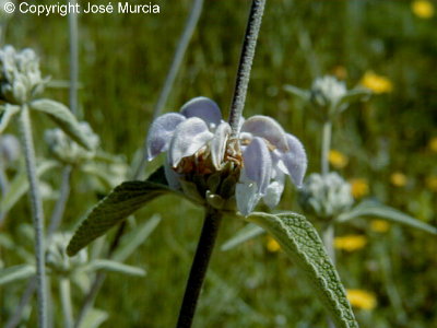 Variedad Phlomis purpureus, comn en Espaa