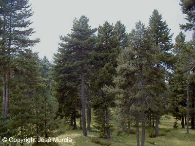 Bosque de pinos negros cerca de Queralbs (Catalua)