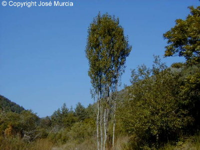 Silueta de un �lamo tembl�n