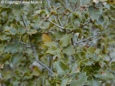 Hojas con m�rgenes profundamente aserrados