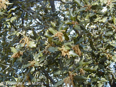 Flores masculinas