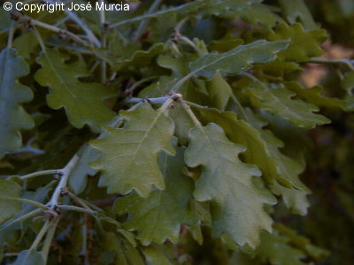 Detalle de hojas