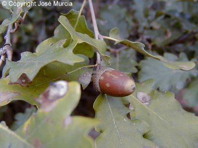 Detalle de fruto (bellota)