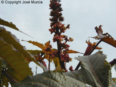 Detalle de flores