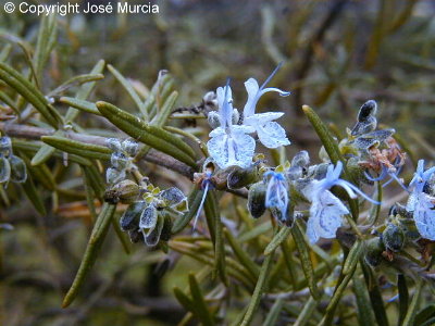 Variedad silvestre de flores azules