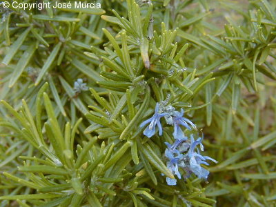 Variedad de jardn con flores azules