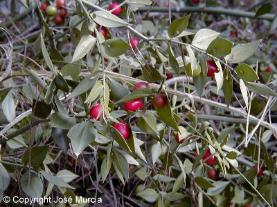 Aspecto de la planta con frutos