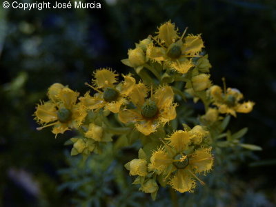 Flores de ruda