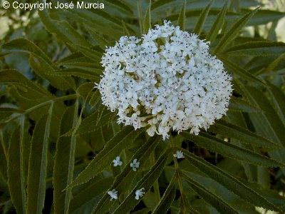 Agrupacin de flores