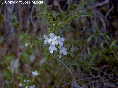 Flores de ajedrea comn