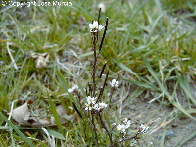 Flores y frutos en forma de p�as