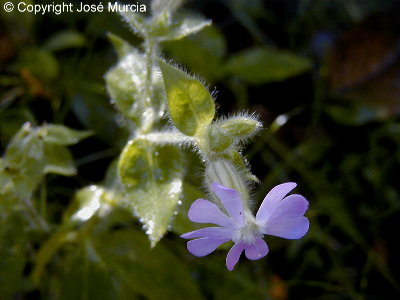 Variedad de flor rosada