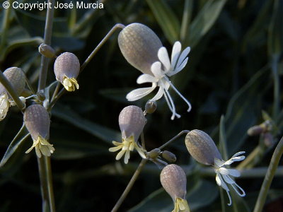 Flores con cliz globular caracterstico y sin listas