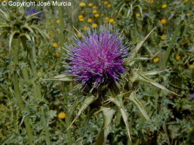 Flor de cardo mariano