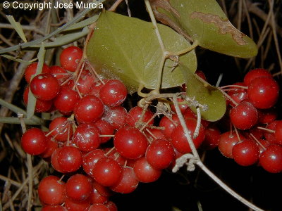 Detalle de los frutos