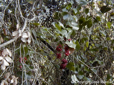 Zarzaparrilla cubriendo un pino