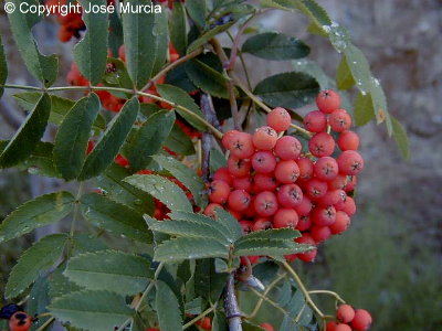 Detalle de hojas y frutos maduros