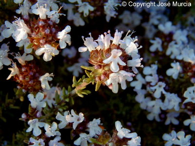Flores de tomillo