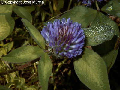 Planta en flor