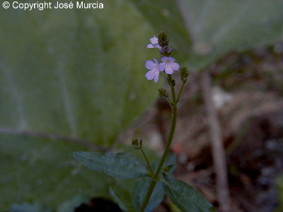 Flores de verbena