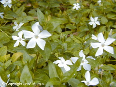 Flores de alcandorea (Vinca difformis)