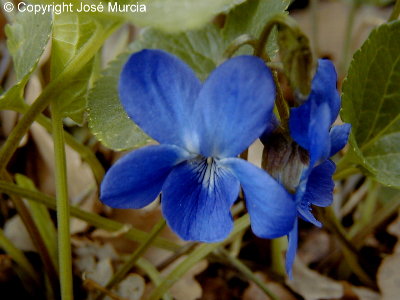 La primera violeta de la primavera?