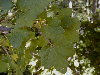 Detalle de hojas