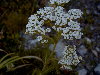 Umbela de flores blancas