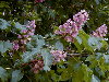 Detalle de flores en 