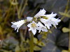 Detalle de flores