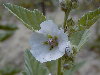 Detalle de la flor