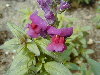 Planta joven