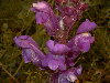 Detalle de flores