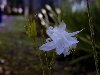 Variedad blanca, menos comn