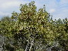 Ejemplar en floracin