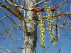 Detalle de amentos masculinos de Betula Pendula